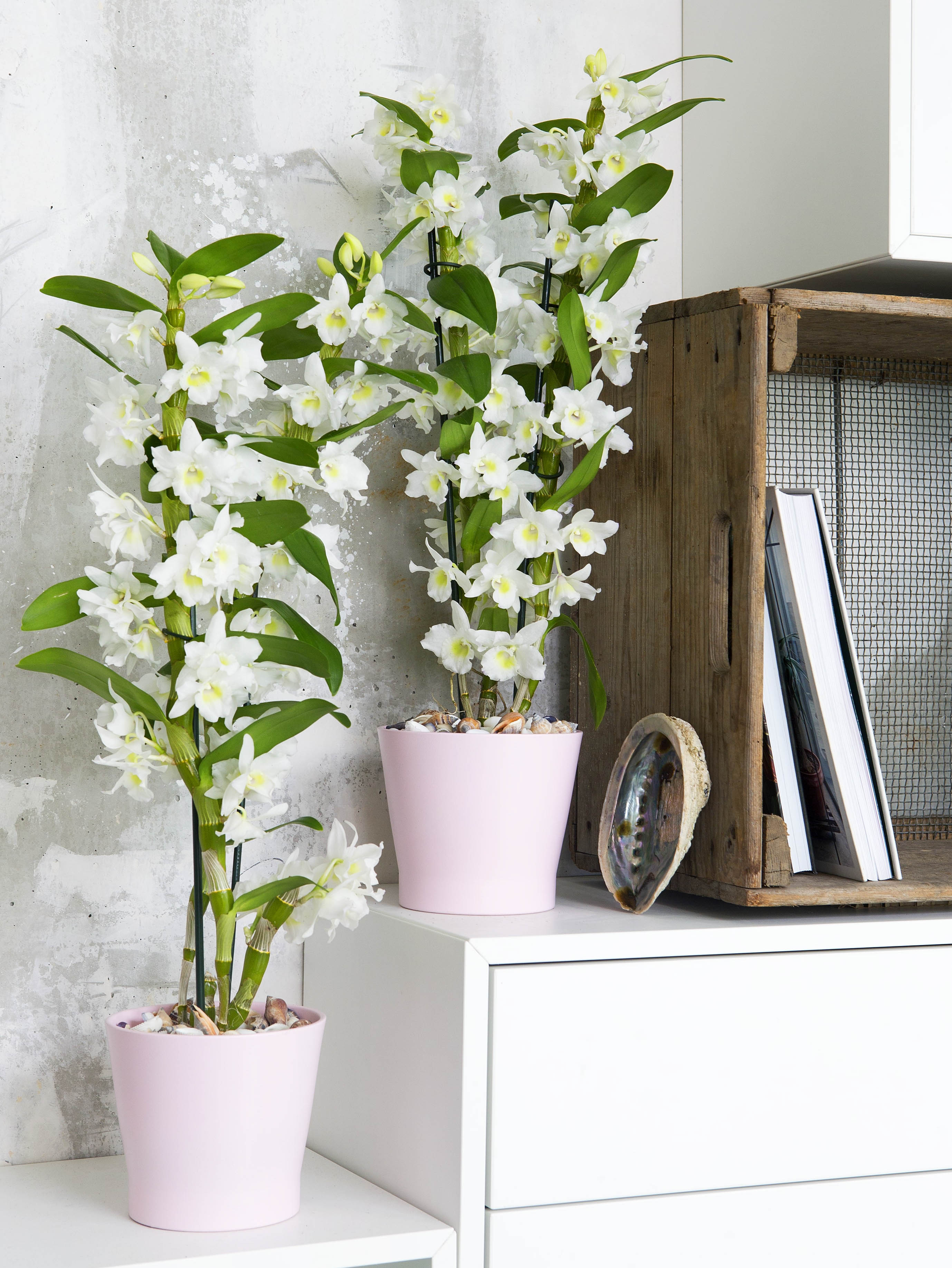 Bamboo Orchid Dendrobium
